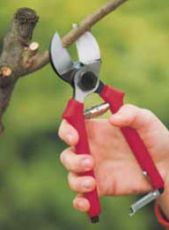 ОВОЩАРСКА НОЖИЦА 21СМ - 191